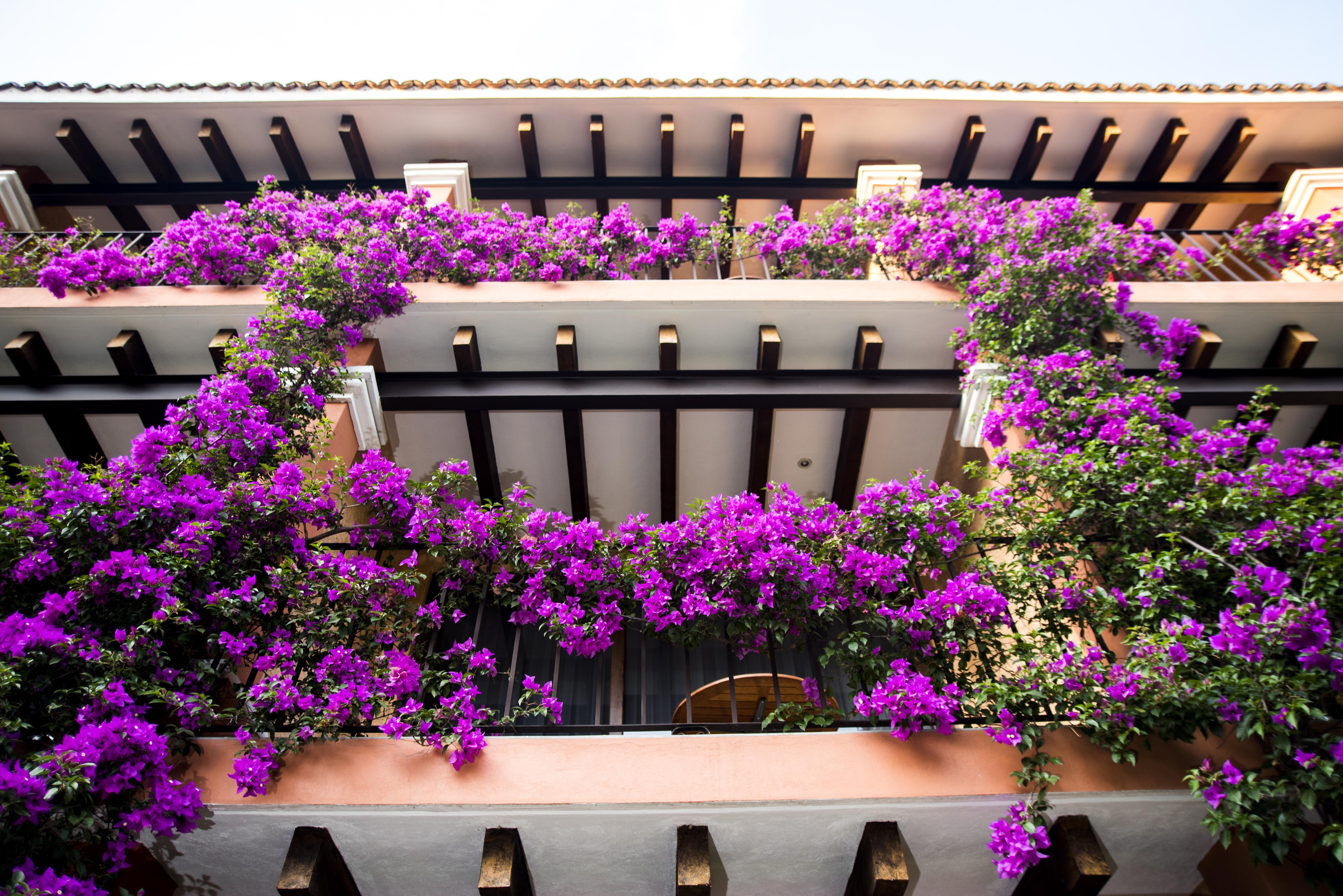 Hosteria Las Quintas Hotel Restaurante Bar Куернавака Екстер'єр фото Bougainvillea in the courtyard of the hotel